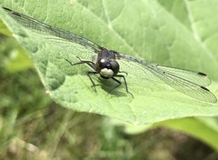 Leucorrhinia frigida