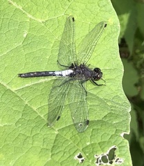 Leucorrhinia frigida