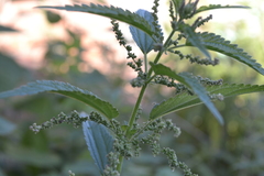 Urtica dioica
