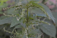 Urtica dioica