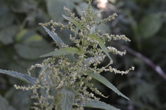 Urtica dioica