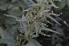 Urtica dioica