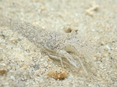 Crangonidae