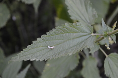 Urtica dioica