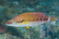 Oxycheilinus celebicus