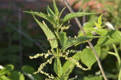 Urtica dioica