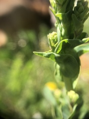 Sphenocleaceae