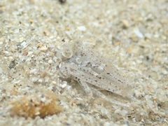 Crangonidae
