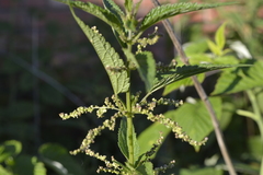 Urtica dioica