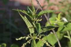 Urtica dioica