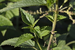Urtica dioica