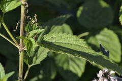 Urtica dioica