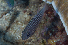 Cheilodipterus intermedius