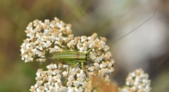 Ephippiger terrestris