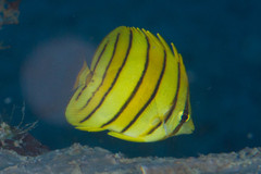 Chaetodon octofasciatus