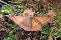 Rhodostrophia calabra