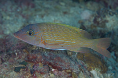 Lethrinus erythracanthus