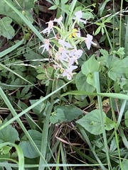 Platanthera chlorantha
