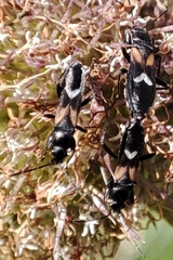 Pterotmetus dimidiatus