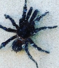 Homoeomma uruguayense