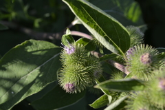 Arctium minus