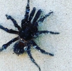 Homoeomma uruguayense