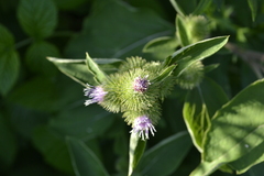 Arctium minus