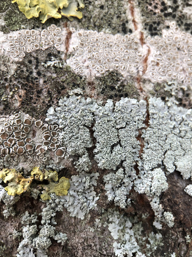 Physcia clementei