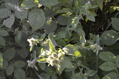 Arctium minus