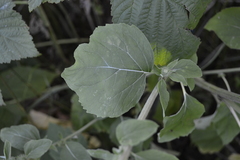 Arctium minus