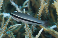 Cheilodipterus parazonatus