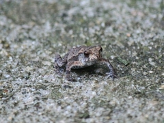 Bufo gargarizans