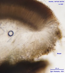Adelphella babingtonii