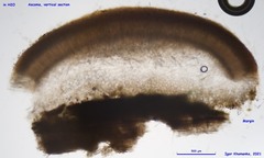 Adelphella babingtonii