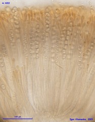 Adelphella babingtonii