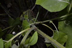 Arctium minus