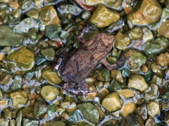 Bufo gargarizans