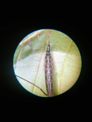 Entomophthoraceae