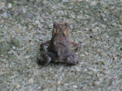 Bufo gargarizans