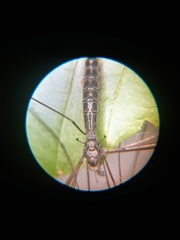 Entomophthoraceae