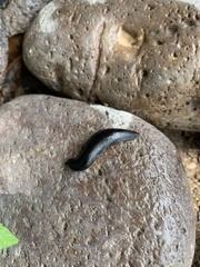 Belocaulus angustipes