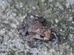 Bufo gargarizans