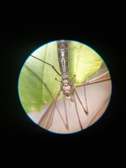 Entomophthoraceae