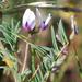 Astragalus tener tener - Photo (c) Doug Wirtz,  זכויות יוצרים חלקיות (CC BY-NC-SA)