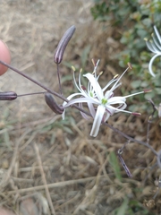 Chlorogalum pomeridianum divaricatum