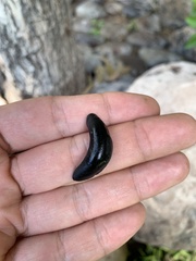 Belocaulus angustipes