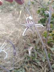 Chlorogalum pomeridianum divaricatum