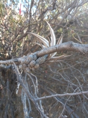 Tillandsia pedicellata