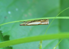 Crambus agitatellus