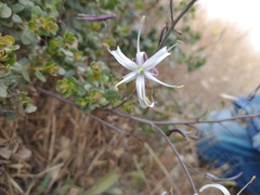 Chlorogalum pomeridianum divaricatum
